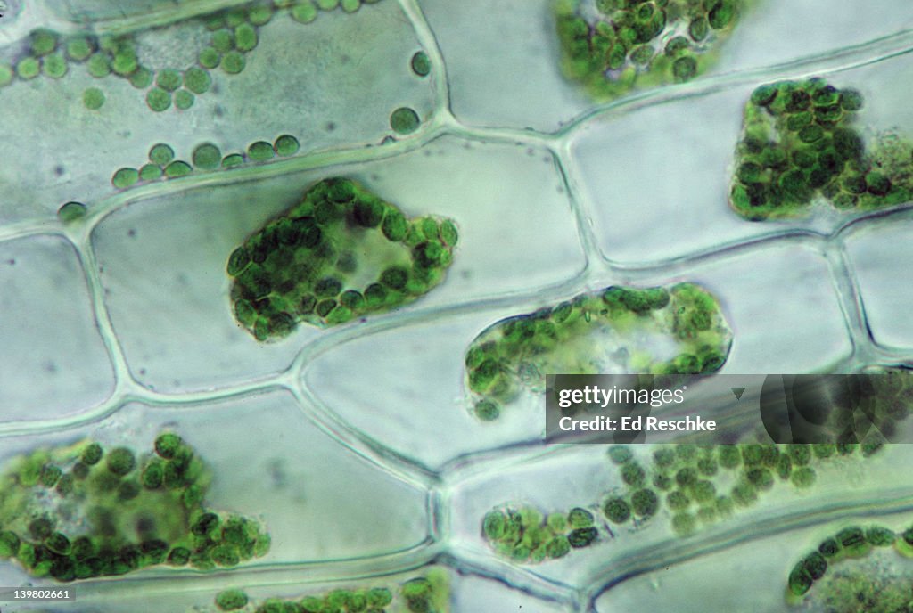 ELODEA. PLASMOLYSIS CELLS, EXPOSED TO 5% NACL . PROTOPLAST HAS SHRUNK. CELL LOST H2O. 250X at 35mm. CELL MEMBRANE IS NOW SEPARATED FROM THE CELL WALL.