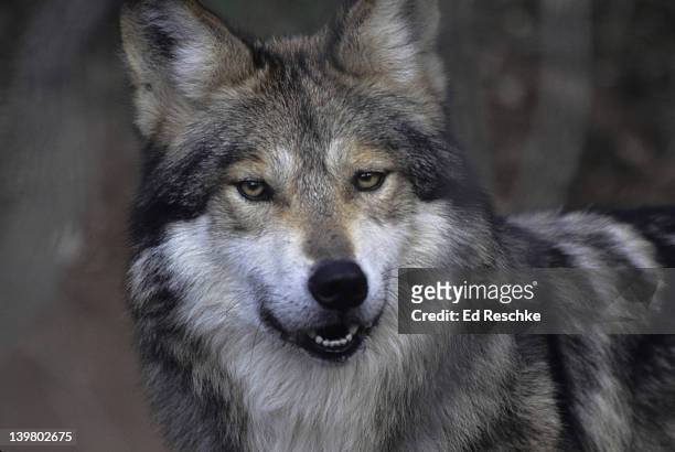 mexican wolf, endangered. canis lupus baileyi, closeup of head. arizona desert - lobo ストックフォトと画像