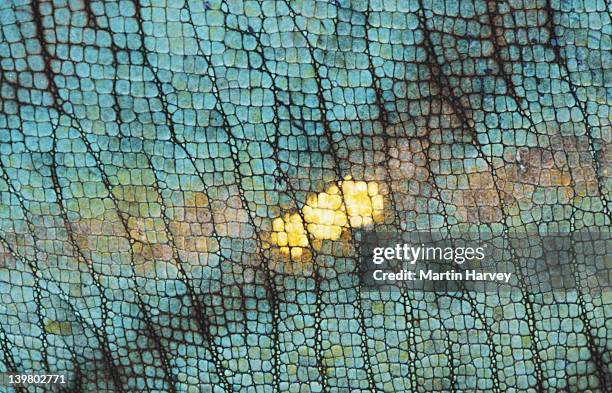 closeup of  parsons chameleon skin. chamaeleo parsonii.  madagascar. - east african chameleon stock pictures, royalty-free photos & images