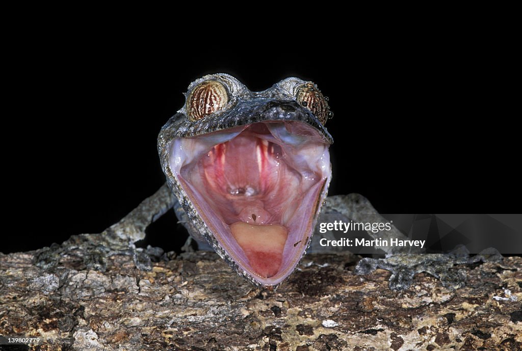 MADAGASCAR. LEAF-TAILED GECKO. UROPLATUS  FIMBRIATUS. WHEN ALARMED MOUTH OPENS; RED INTERIOR.