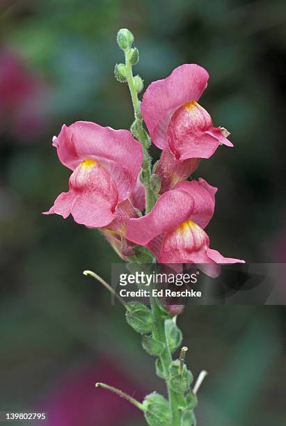 garden snapdragon, antirrhinum majus, valued for its showy flowers, michigan. - antirrhinum majus stockfoto's en -beelden
