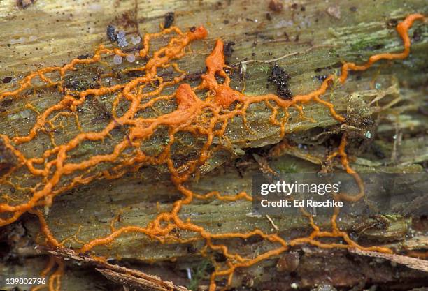 slime mold,  myxomycetes,  plasmodium, michigan. - plasmódio - fotografias e filmes do acervo