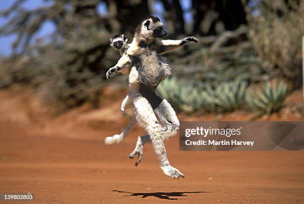 verreauxs sifakas, propithecus verreauxi, running with baby - arboreal animals stock-fotos und bilder