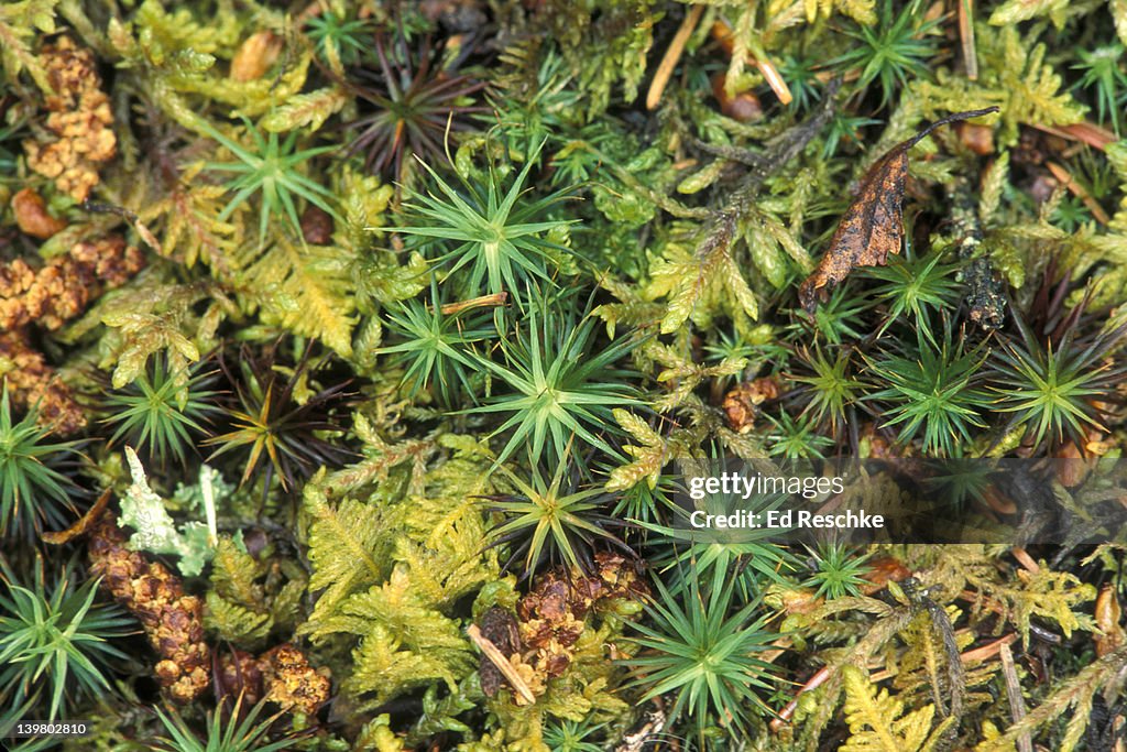 STARMOSS  & FEATHER MOSS. PTILIUM CRISTA CASTRENSIS. ARCTIC TUNDRA. KATMAI NP. ALASKA.