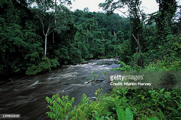 tropical rainforest. western congo basin. moist forest, gabon. africa - gabon stock-fotos und bilder