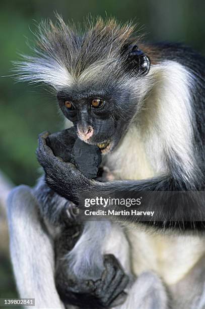 endangered zanzibar red colobus monkey, peocolobus kirkii, eating charcoal , zanzibar island, tanzania, africa - mono de hoja fotografías e imágenes de stock