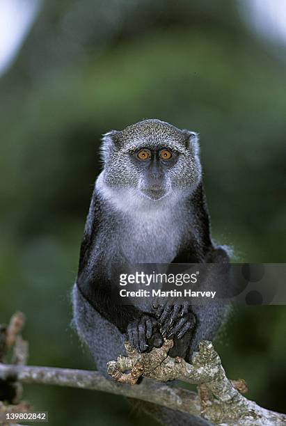 blue sykes monkey, cercopithecus mitis, zanzibar island, tanzania. distributed  central, east & southern africa - vervet monkey stock-fotos und bilder