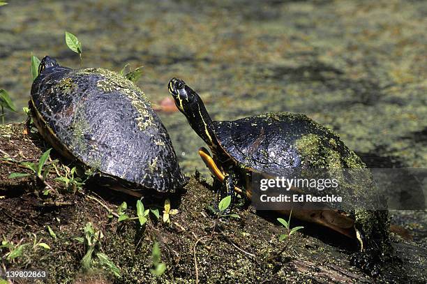 florida red-bellied turtle. pseudemys nelsoni.  plastron in young turtles is orange to scarlet-orange. habitat: streams, ponds, lakes, marshes, etc. everglades national park, florida - florida red bellied cooter stock pictures, royalty-free photos & images