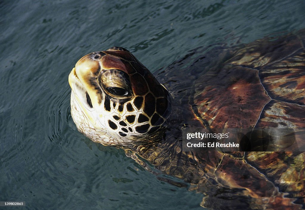 GREEN SEA TURTLE IN WATER. THREATENED SPECIES. Chelonia mydas. Usually weighs 120-200 lbs. Found worldwide in warm seas. Common name comes from the color of its fat. Maui Ocean Center, Maui, Hawaii.