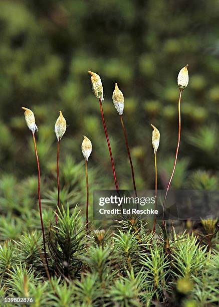 hairy cap  moss. polytrichum sp. sporophytes & gametophytes. both sporophyte & gametophyte generations are shown. moist woods. michigan - prothallium stock pictures, royalty-free photos & images