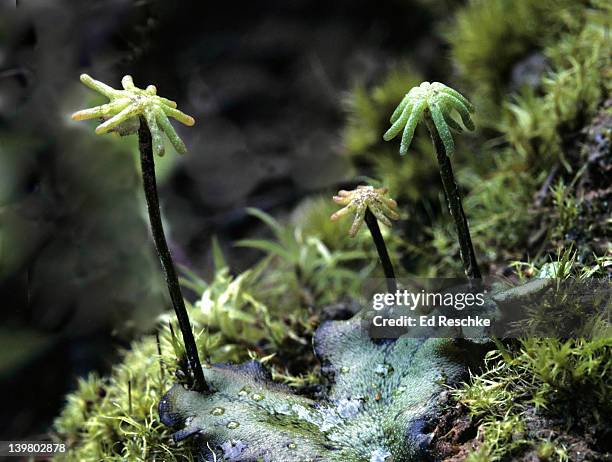 liverwort. marchantia, archegonium-bearing structures .  the stalked umbrella-shaped structures bear archegonia.  non-vascular, primitive plant, requires moist habitat. michigan - archegonia stock pictures, royalty-free photos & images