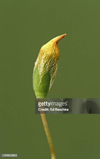 moss sporophyte. capsule, calyptra & seta, hairy cap moss, polytrichum sp.  sporangia are inside the capsule, the calyptra or cap is light brown, and the seta is the stalk.  michigan - prothallium stock pictures, royalty-free photos & images