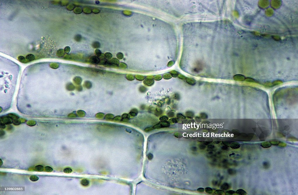 CHLOROPLASTS & NUCLEUS IN A PLANT CELL. Elodea, 250X. Shows: chloroplasts, nucleus, and cell wall.