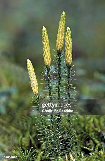 stiff clubmoss. lycopodium annotinum.  primitive vascular plant. strobilus  produces spores. moist woods, common. alaska - lycopodiaceae stock pictures, royalty-free photos & images