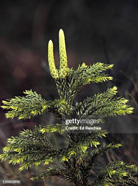 tree club moss or ground pine. lycopodium obscurum.  primitive vascular plant. fern allies.  evergreen, damp open woods. michigan - lycopodiaceae stock pictures, royalty-free photos & images