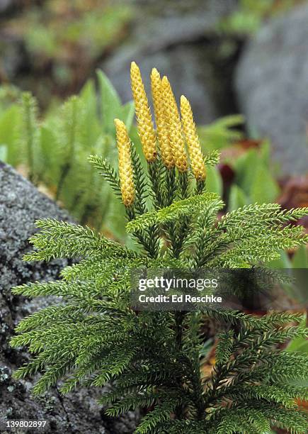 tree club moss. lycopodium obscurum.  the club mosses or ground pines are a primitive group of spore-producing plants. the cones or strobili produce the spores. damp woods. michigan - lycopodiaceae stock pictures, royalty-free photos & images