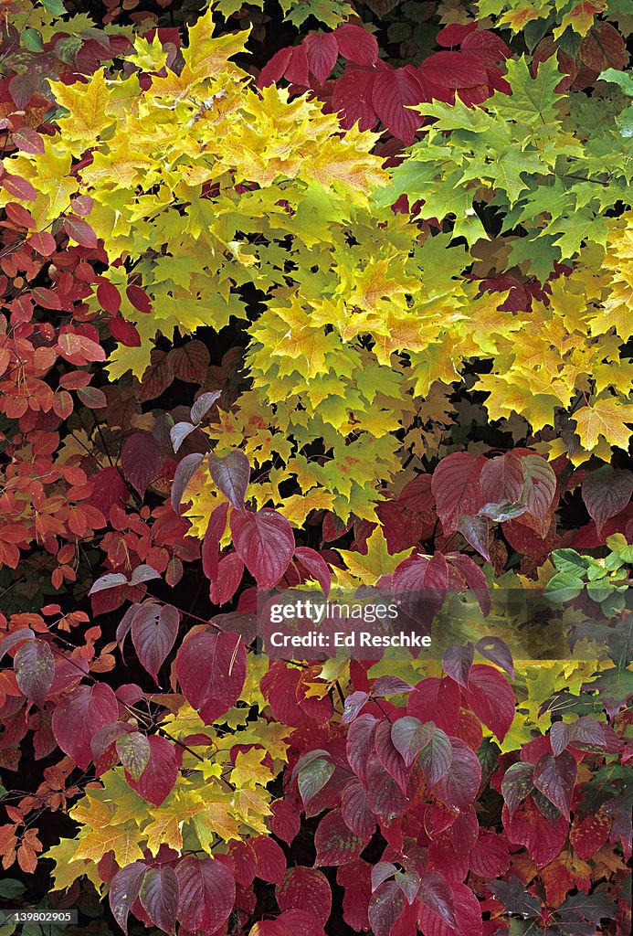 FALL COLORS. Sugar Maple & Red-osier Dogwood, APOSTLE ISLANDS NATIONAL LAKESHORE , Wisconsin. Sugar Maple , Red-osier Dogwood .