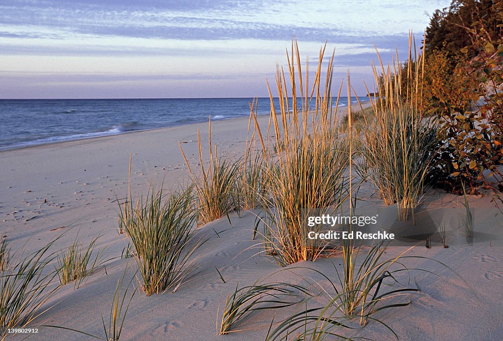 PICTURED ROCKS NATIONAL LAKESHORE. BEACH or MARRAM GRASS . Pioneer dune-building plant, foredunes. Lake Superior, Michigan. Upper Peninsula.