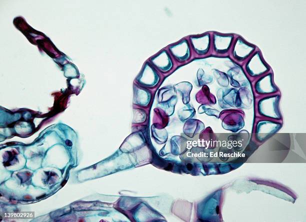 fern sorus, a cluster of sporangia. pteris, 100xat 35mm.  shows the sporangium, spores, and annulus. - photosynthesis 個照片及圖片檔