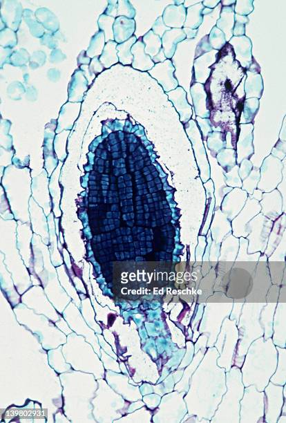 liverwort, antheridium , marchantia, male gametophyte, 100x at 35mm. - prothallium stock pictures, royalty-free photos & images