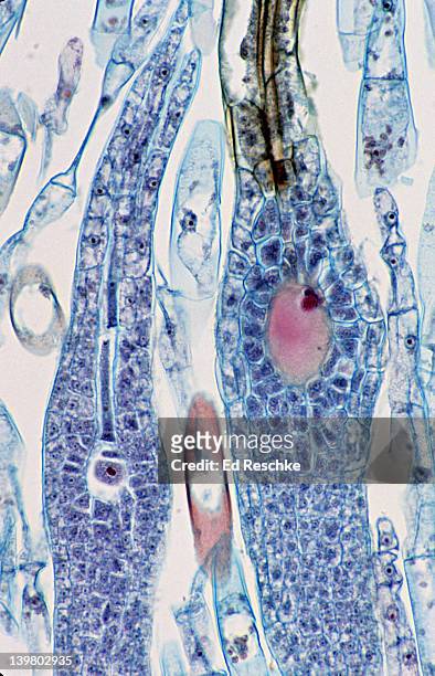 moss archegonia. zygote & unfertilized egg. archegonium on right has a fertilized egg or zygote.  the archegonium on left has an unfertilized egg . shows neck canal cells & disintegrating canal cells . 100x at 35mm - archegonia stock pictures, royalty-free photos & images