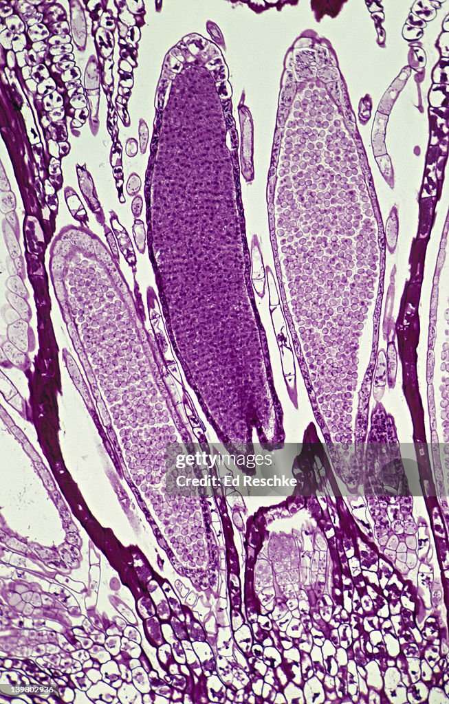 MOSS. ANTHERIDIA Mnium, 50X at 35mm