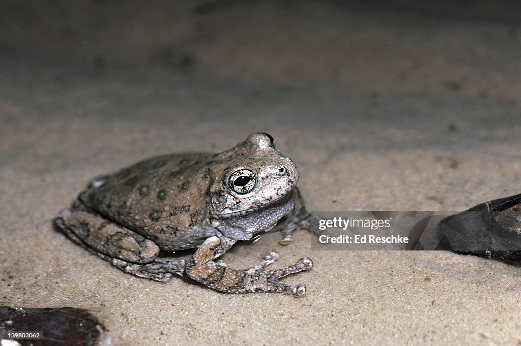 CANYON TREE FROG, HYLA ARENICOLOR. ZION NATIONAL PARK, UTAH. PROMINENT TOE PADS