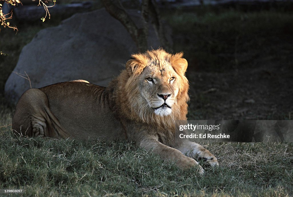 MALE LION (FELIS LEO, PANTHERA LEO) HOUSTON ZOO, TEXAS