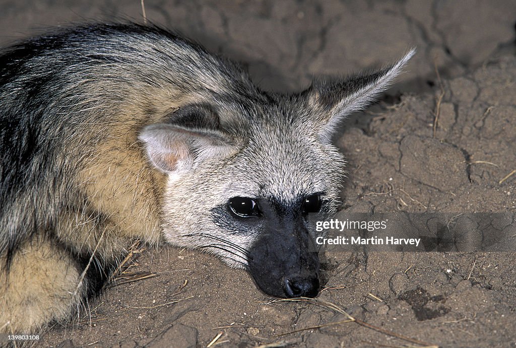 AARDWOLF, PROTELES CRISTATUS.  NAMIBIA. NOCTURNAL PREDATOR OF  TERMITES IN SOUTHERN & EAST  AFRICA.
