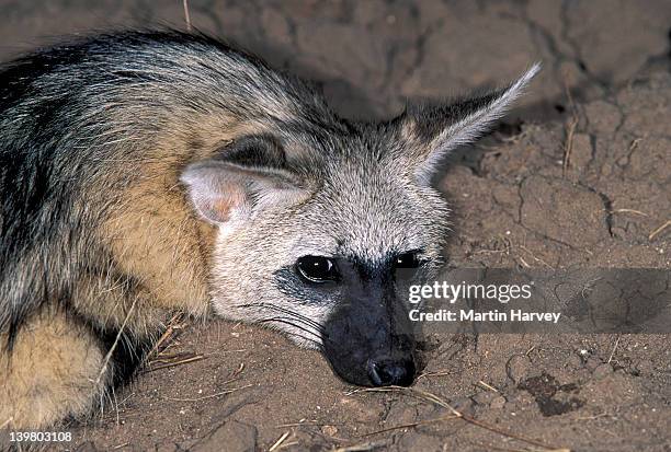 aardwolf, proteles cristatus.  namibia. nocturnal predator of  termites in southern & east  africa. - lobo da terra imagens e fotografias de stock