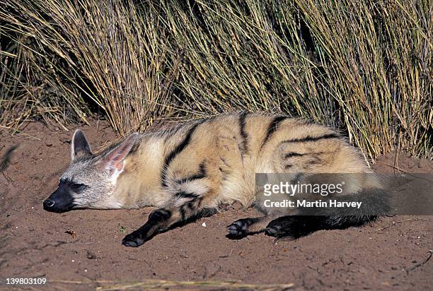 aardwolf, proteles cristatus, sleeping. nocturnal predator of termites in southern & east africa. namibia. - aardwolf stock pictures, royalty-free photos & images