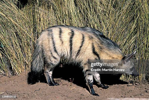 aardwolf, proteles cristatus.  namibia. nocturnal predator of  termites in southern & east  africa. - lobo da terra imagens e fotografias de stock