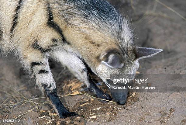 aardwolf, proteles cristatus. searching for insects. namibia. nocturnal predator of termites in southern & east africa. - lobo da terra imagens e fotografias de stock