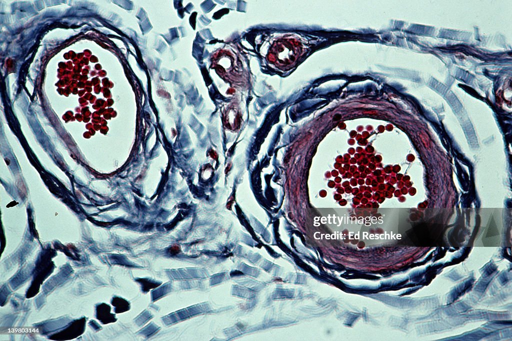 Artery & Vein and Red Blood Cells. 3 layers in artery. 100x at 35mm