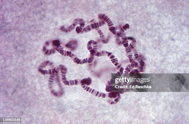 giant chromosomes, drosophila (fruitfly) from salivary glands of larva shows bands. 280x  - cromosoma foto e immagini stock