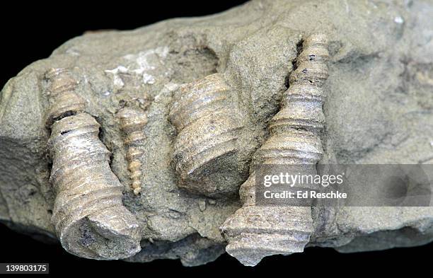 fossil snails. gastropods. in limestone. genus: turritella. eocene period. - sedimentary stock pictures, royalty-free photos & images