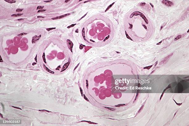 blood vessels. arteriole & venule (with red blood cells) 250x at 35mm - venula foto e immagini stock