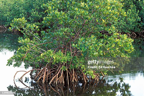 Red Mangrove Part Of Coastal Mangrove Swamp Forest Rhizophora Mangle South Florida , Foto de stock