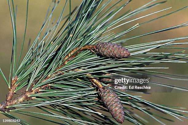 eastern white pine cones, immature. pinus strobus. largest conifer. northeastern michigan. - pinus strobus stock pictures, royalty-free photos & images