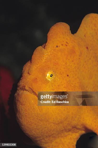 commersons frogfish, false advertising a mimic. bold coloration often warns of toxins. this species has no toxins, but clearly mimics animals that do. appearing toxic is enough to keep most predators away. maui ocean center, maui, hawaii. - yellow frogfish stock pictures, royalty-free photos & images