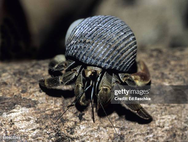 hermit crab. panama, isla coiba national park, on the little island of granito del oro.  found primarily on the beach.  living in snail shells, eye stalks long, abdomen long & soft. - hermit crab bildbanksfoton och bilder