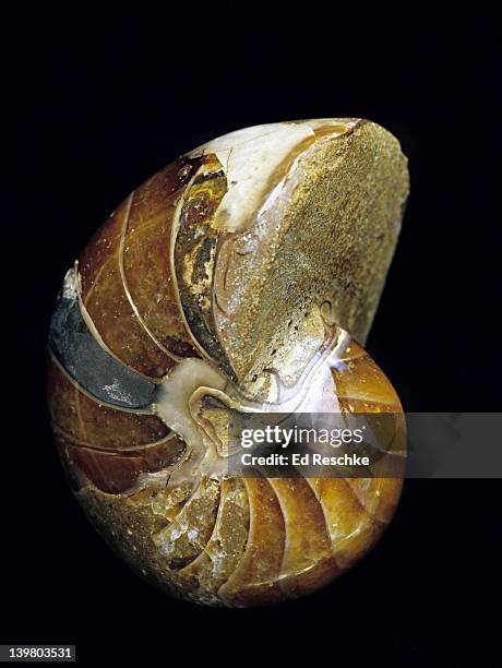 fossil chambered nautilus, cenoceras sp. late triassic to mid jurassic period. 176-225 million years old. cephalopod mollusk. shows septa dividing the shell into chambers. madagascar - trias stockfoto's en -beelden