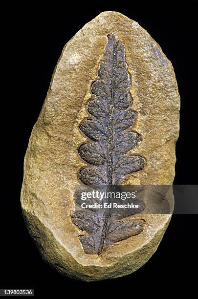 fossil tree fern, pecopteris polymorpha. a common tree fern in the coal forming swamps of the middle pennsylvanian period, 270-300 million years ago.  knob noster, missouri - fern fossil stock pictures, royalty-free photos & images