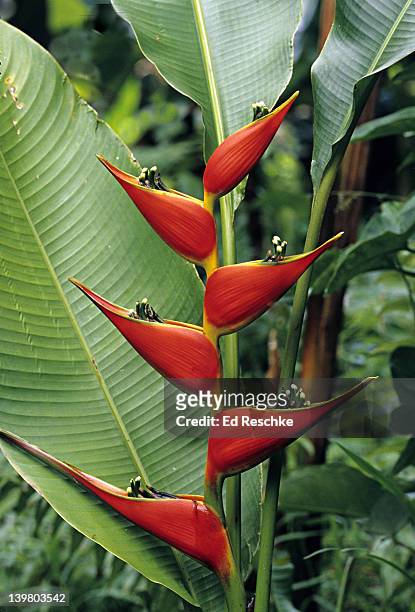 heliconia, heliconia stricta cv.tagarni. origin: amazon rainforest. colorful red bracts enclose relatively small flowers. heliconias come from tropical america, southeast asia, and some pacific islands. heliconiaceae. big island, hawaii - heliconia stricta stock pictures, royalty-free photos & images