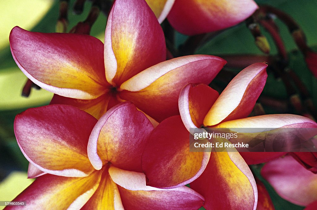 PLUMERIA. Hawaiian Flower. Katie Moragne, A favorite bloom, and a favorite of LEI-MAKERS. Kauai, Hawaii 