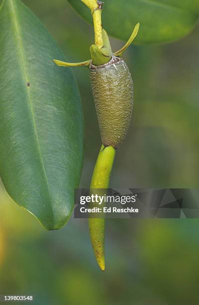 Mangler Tree 26 Mangle Island Stock Photos, High-Res Pictures, and Images - Getty Images