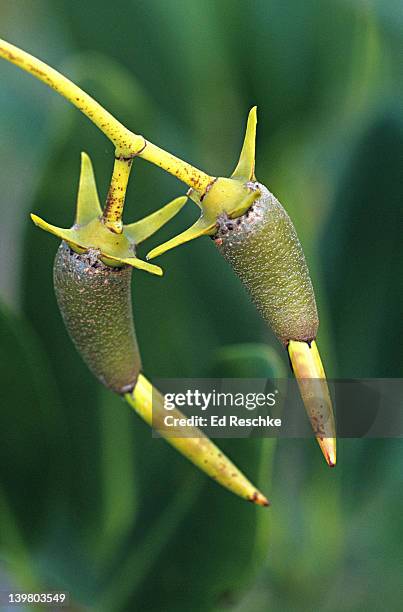 Mangrella 25 Mangle Island Stock Photos, High-Res Pictures, and Images - Getty Images