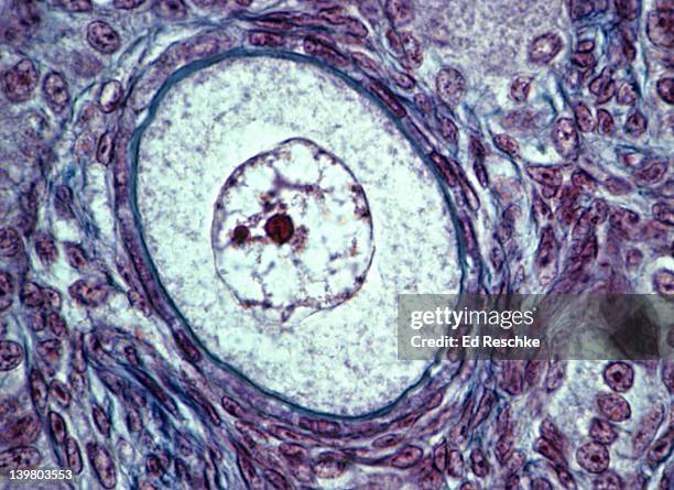 oocyte (primary) or egg & primordial follicle, ovary, 250x.  shows:  nucleus, nucleolus, chromatin, cytoplasm in the oocyte.  the oocyte (egg) is enclosed by follicle cells. - nucleolus stockfoto's en -beelden