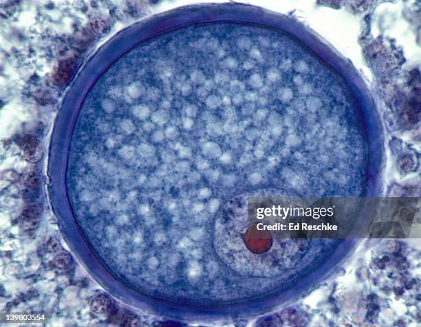 oocyte or egg, from a maturing follicle in the ovary, 250x. shows the zona pellucida, nucleus, nucleolus, and stored nutrients in the cytoplasm. - nucleolus stock pictures, royalty-free photos & images