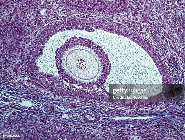 ovarian follicle with an oocyte (egg), 50x.  shows: follicle, oocyte (egg), antrum, zona pellucida, cumulus oophorus (germ hill), and follicular cells (secrete hormones). - ovaries stock pictures, royalty-free photos & images